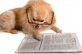 picture of newspaper  - smart dog reading the newspaper - JPG 