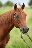 picture of quarter horse  - Nice Quarter horse stallion with western bridle before a storm
 - JPG 