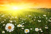 stock photo of sunset  - Flower field and sunset - JPG 