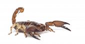 foto of animals  - Shiny Burrowing Scorpion or Yellow legged Creeping Scorpion - JPG 