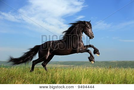 Picture or Photo of Beautiful black horse playing on the field