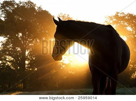 Picture or Photo of Beautiful Arabian horse silhouette against morning sun shining through haze and trees