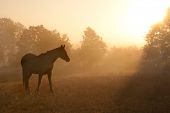 picture of horse  - Silhouette of a beautiful Arabian horse against sunrise in heavy fog - JPG 