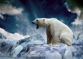 stock photo of ice  - White Polar Bear Hunter on the Ice in water drops - JPG 