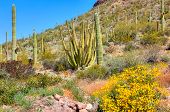 stock photo of organ  - Organ Pipe Cactus and Saguaros in Organ Pipe Cactus National Monument - JPG 