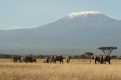 stock photo of dead-line  - Herd of elephants walking in a line below Kilimanjaro - JPG 
